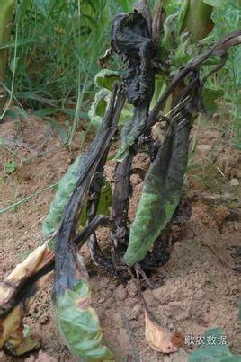 煙草低頭黑病 成因、癥狀與防治策略