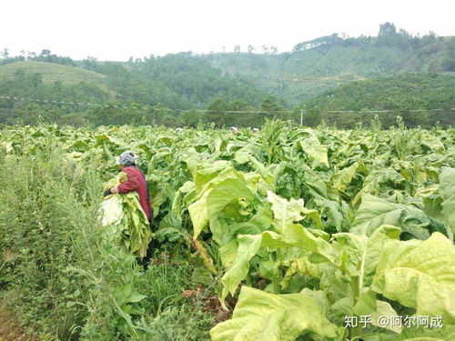 大涼山深處的“金色煙葉” 產(chǎn)業(yè)扶持與生態(tài)挑戰(zhàn)的雙重奏